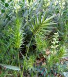 Eremopyrum bonaepartis
