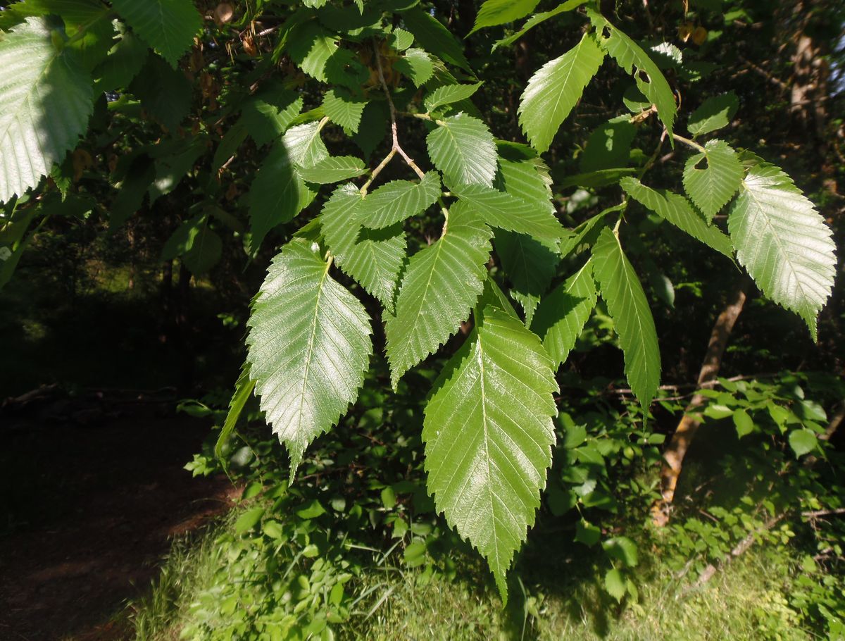 Изображение особи Ulmus laevis.