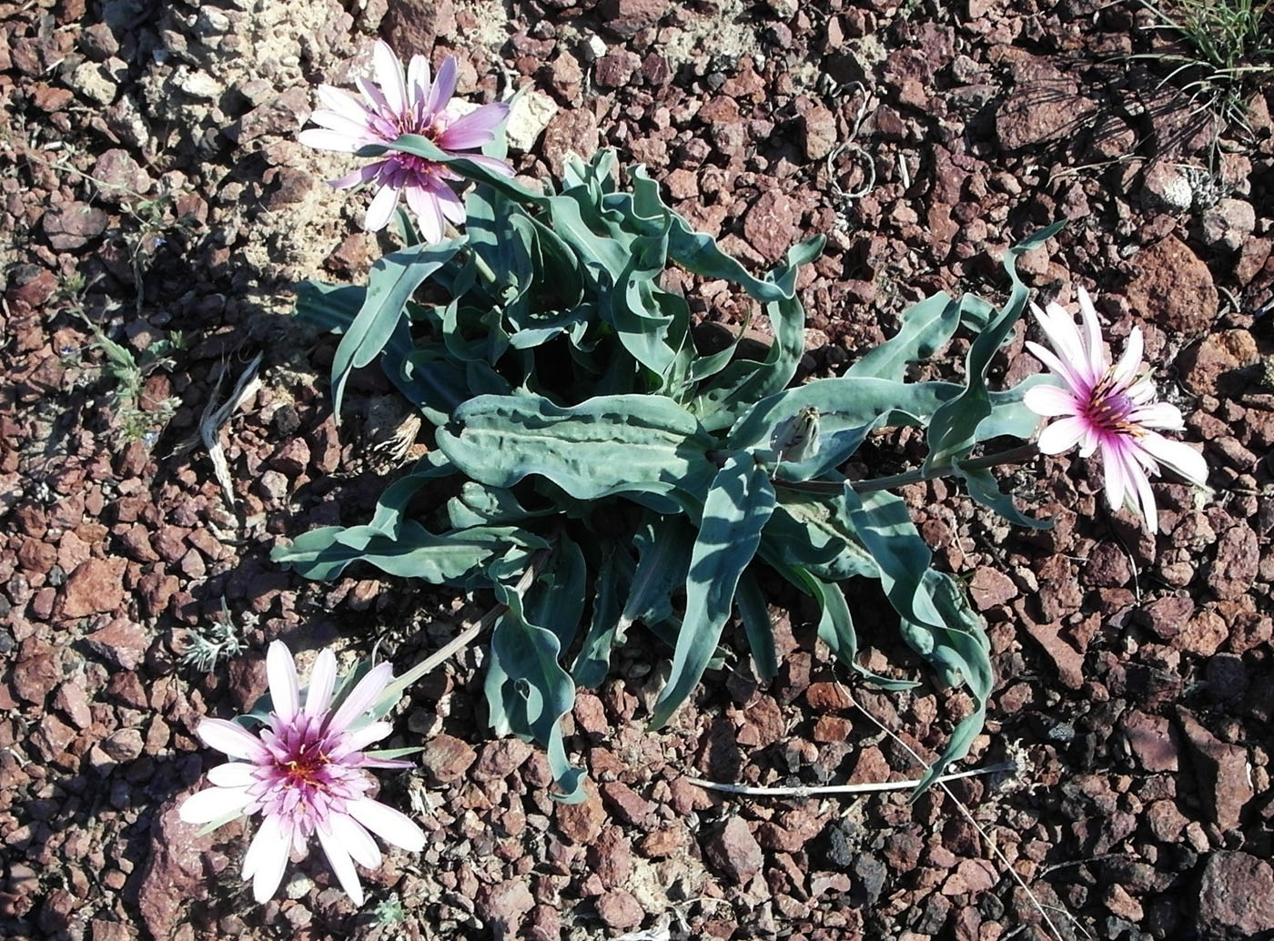 Image of Tragopogon marginifolius specimen.