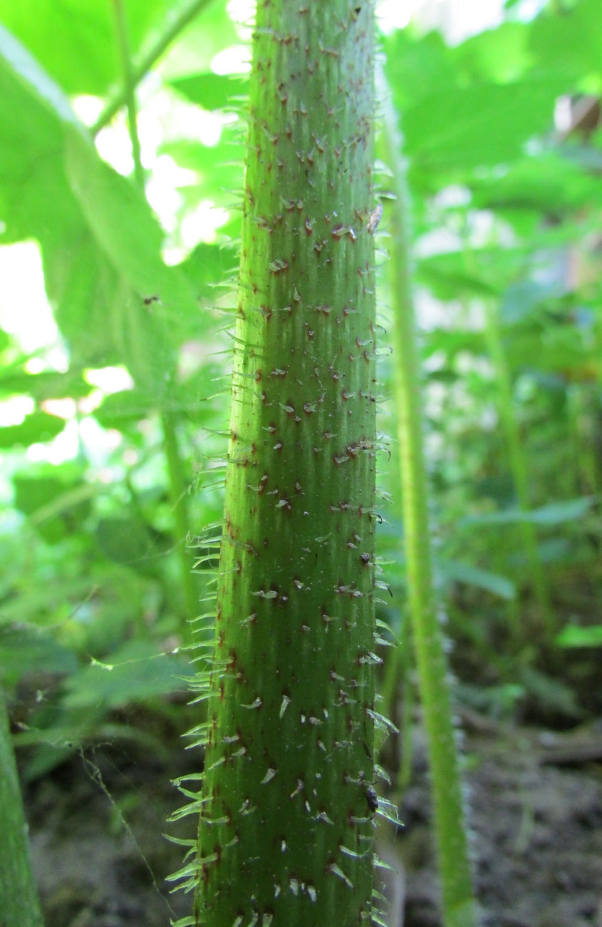 Image of Astilboides tabularis specimen.