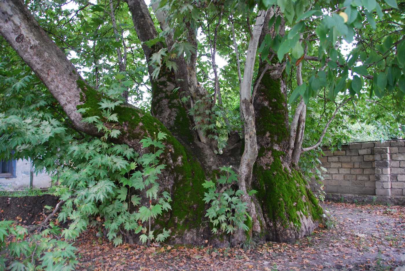 Изображение особи Platanus orientalis.