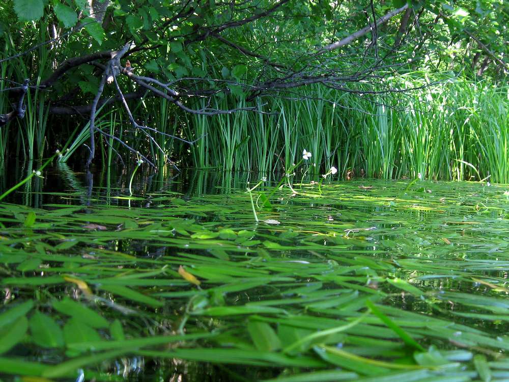 Изображение особи Sagittaria natans.