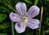 Geranium collinum