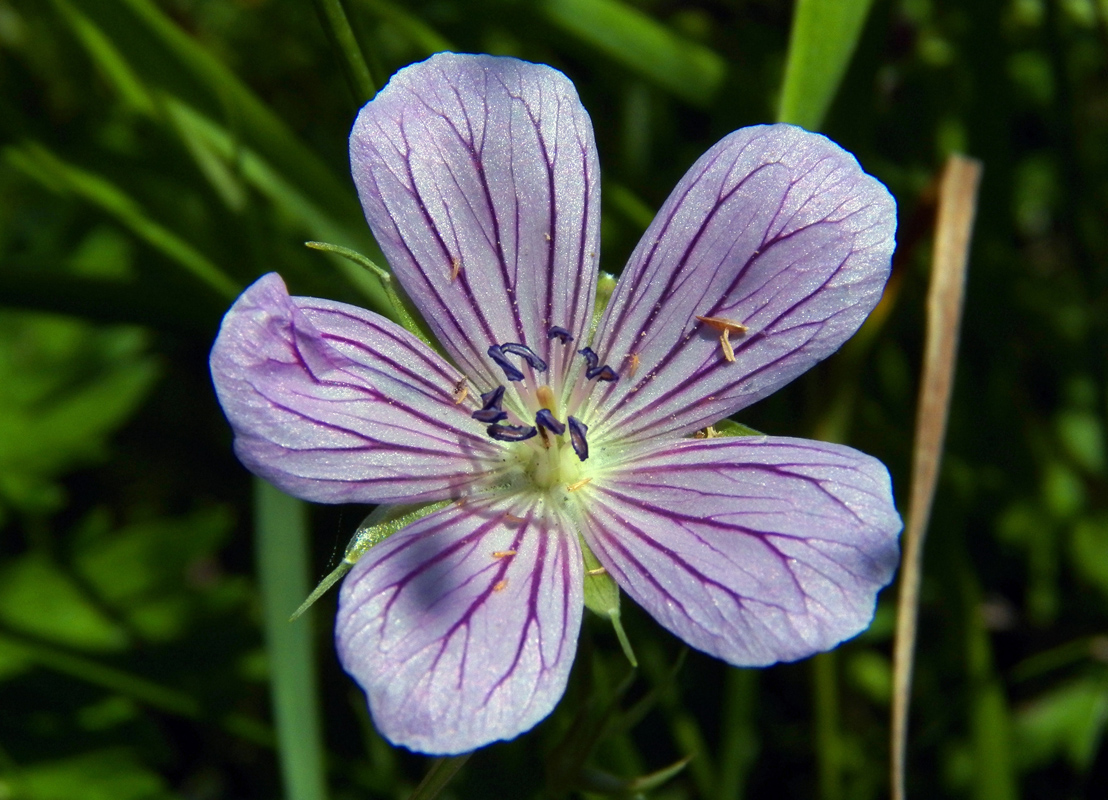 Изображение особи Geranium collinum.