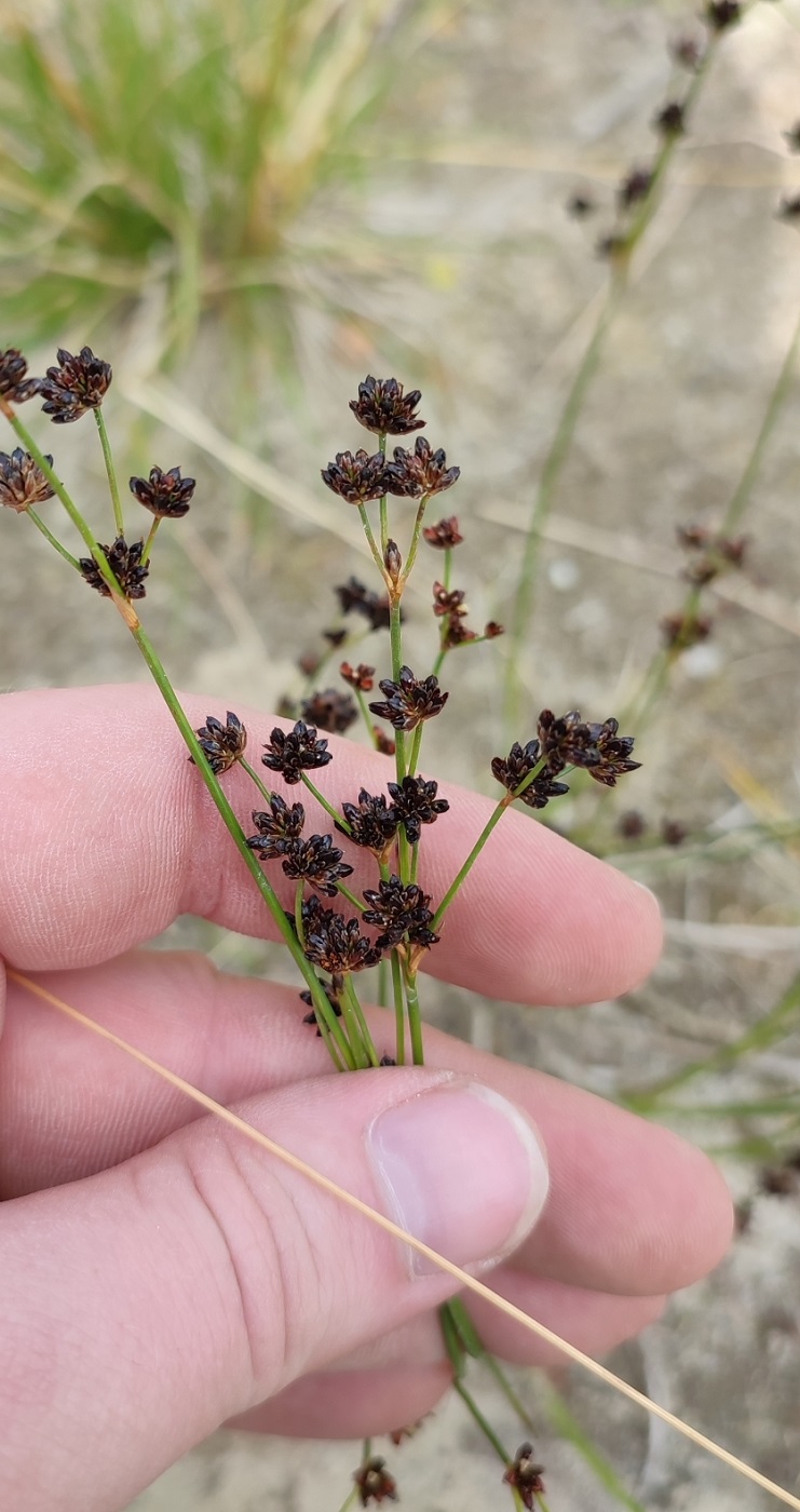 Image of Juncus alpino-articulatus specimen.