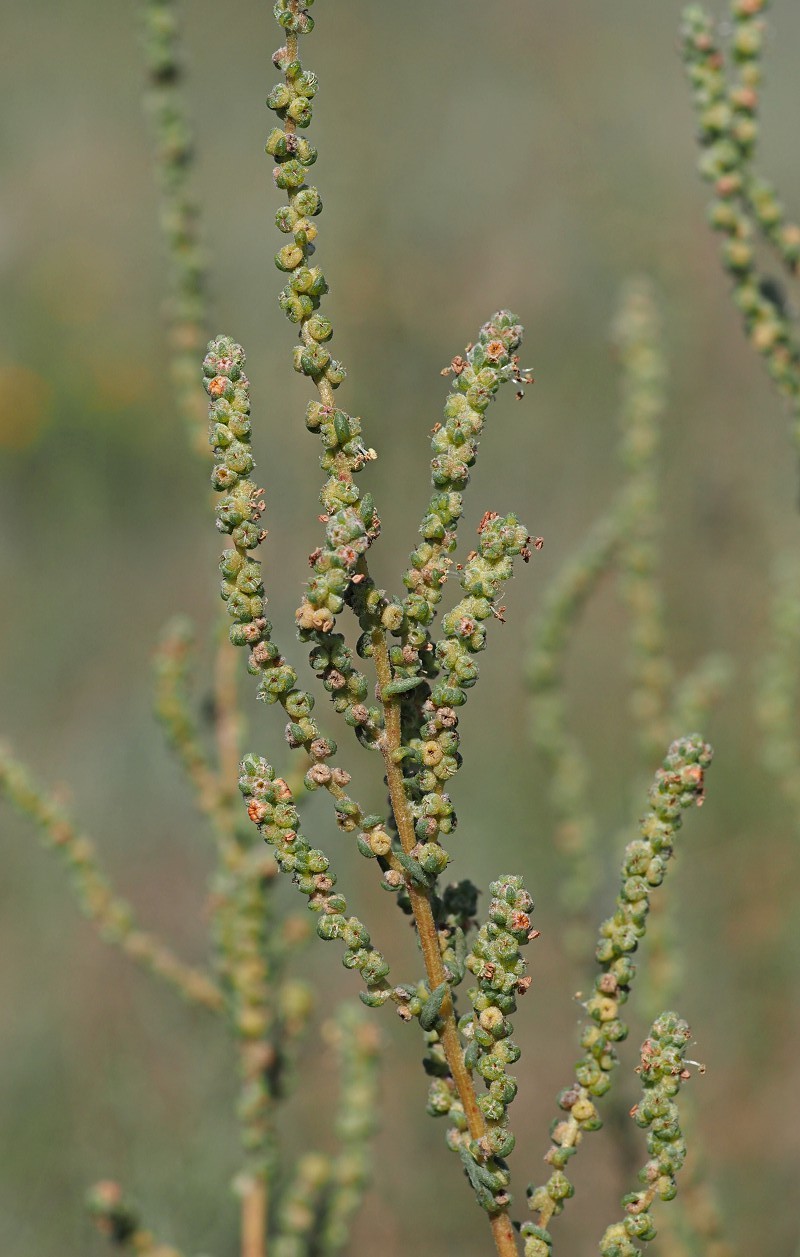 Image of Bassia prostrata specimen.