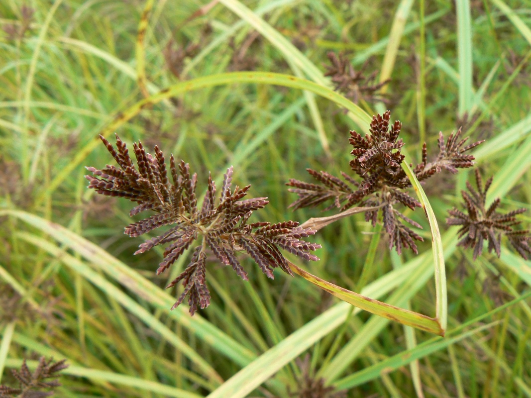 Image of Cyperus orthostachyus specimen.