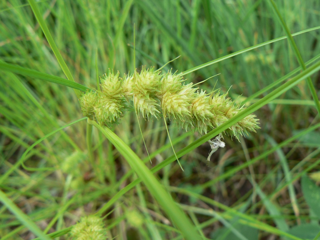 Изображение особи Carex leiorhyncha.