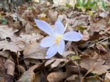 Crocus speciosus