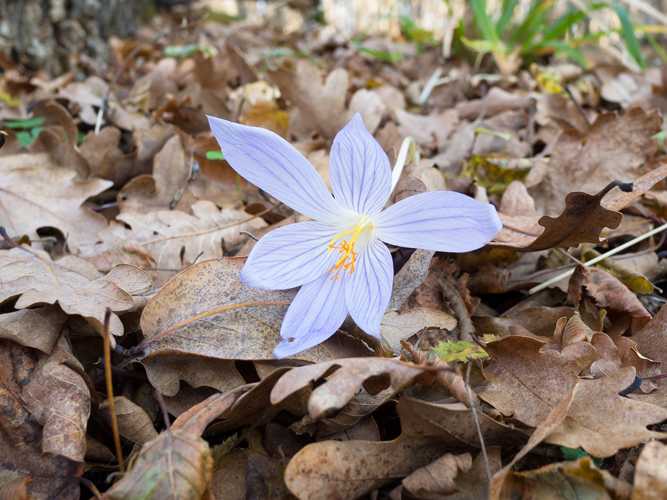 Image of Crocus speciosus specimen.