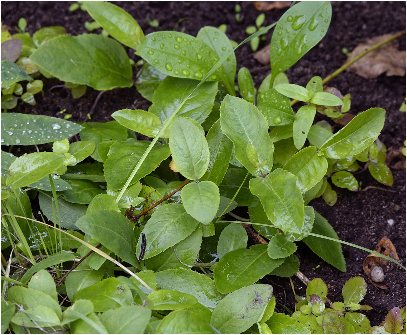 Image of Platycodon grandiflorus specimen.