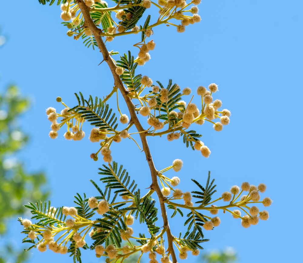 Изображение особи Vachellia sieberiana.