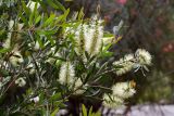 Callistemon pallidus