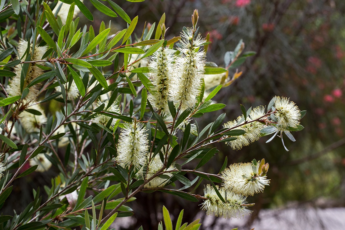 Image of Callistemon pallidus specimen.