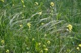 genus Stipa. Верхушки цветущих растений (в сообществе с цветущим Sisymbrium). Крым, Караларский природный парк, окр. бухты Коровья, степь. 07.05.2021.