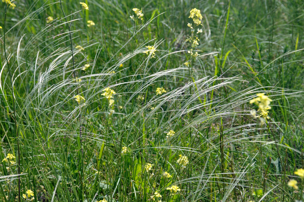 Изображение особи род Stipa.