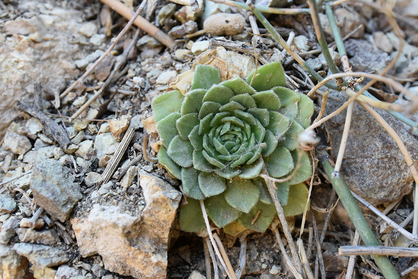 Image of Rosularia platyphylla specimen.