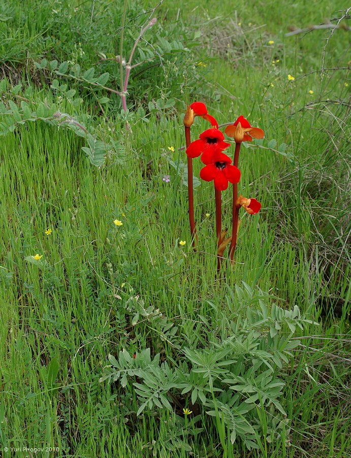 Изображение особи Phelypaea coccinea.