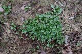 Ficaria verna