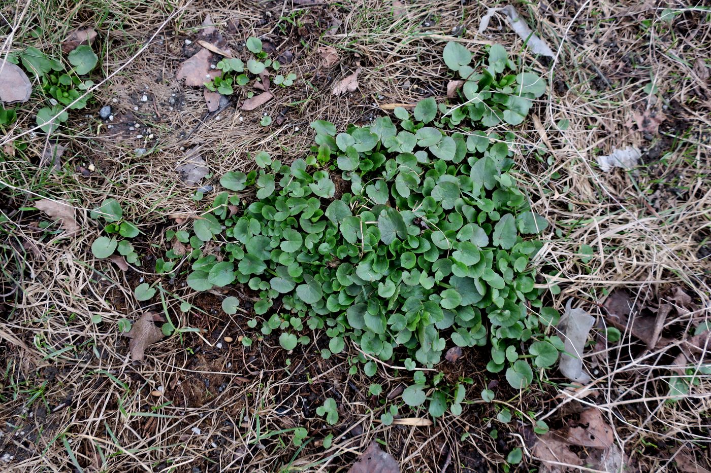 Image of Ficaria verna specimen.