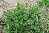genus Galium. Вегетирующие растения. Москва, Западный АО, ИЦ \"Сколково\", левый берег балки безымянного ручья. 26.04.2022.