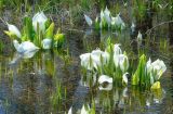 Lysichiton camtschatcensis