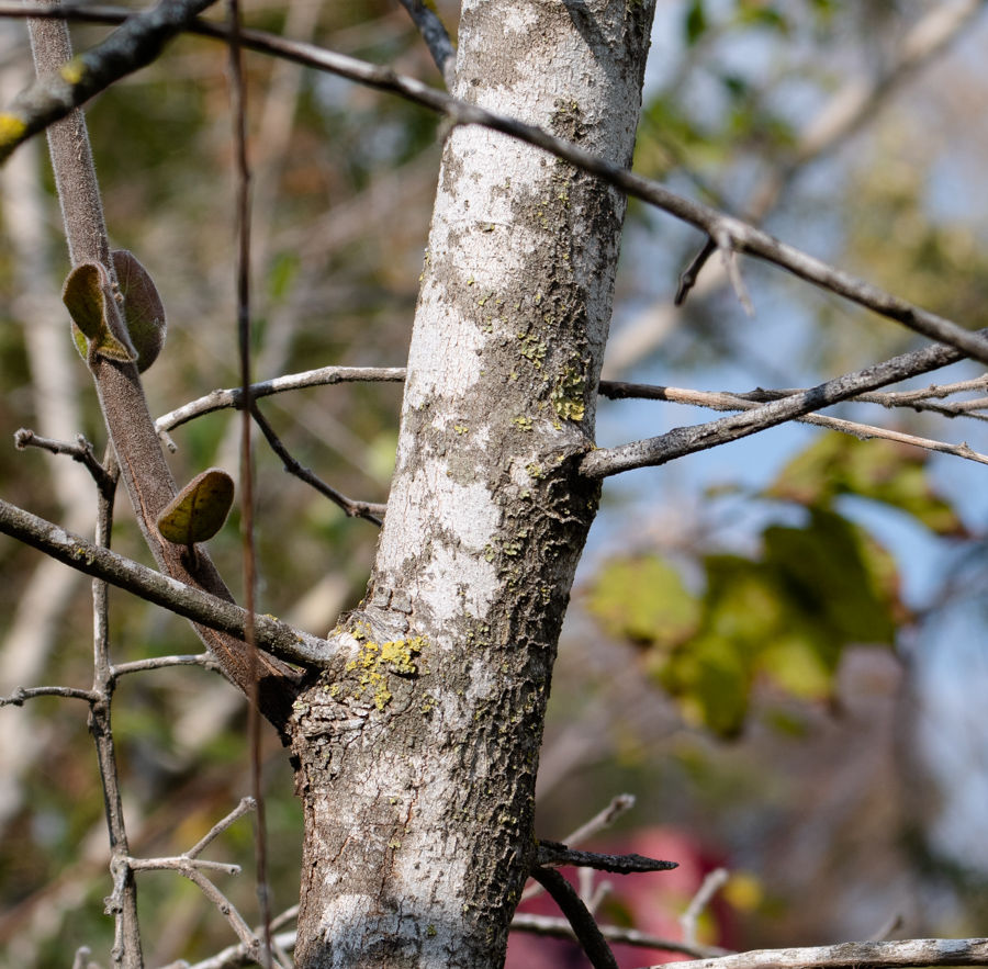 Image of Combretum molle specimen.