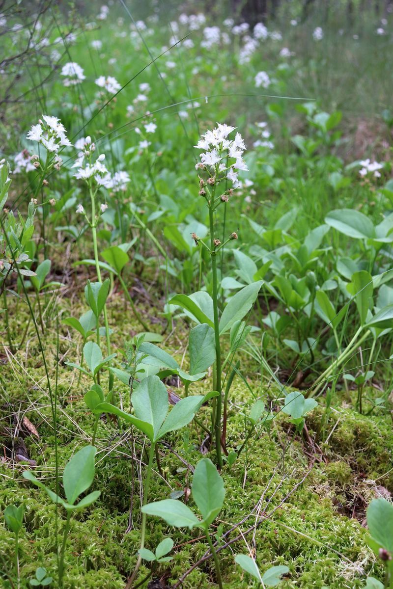 Image of Menyanthes trifoliata specimen.