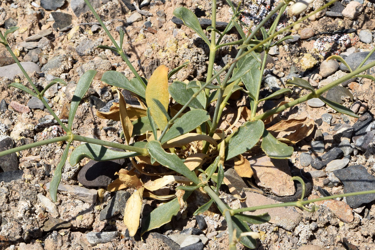 Image of Silene glaucescens specimen.