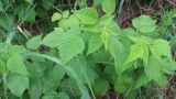 Rubus matsumuranus