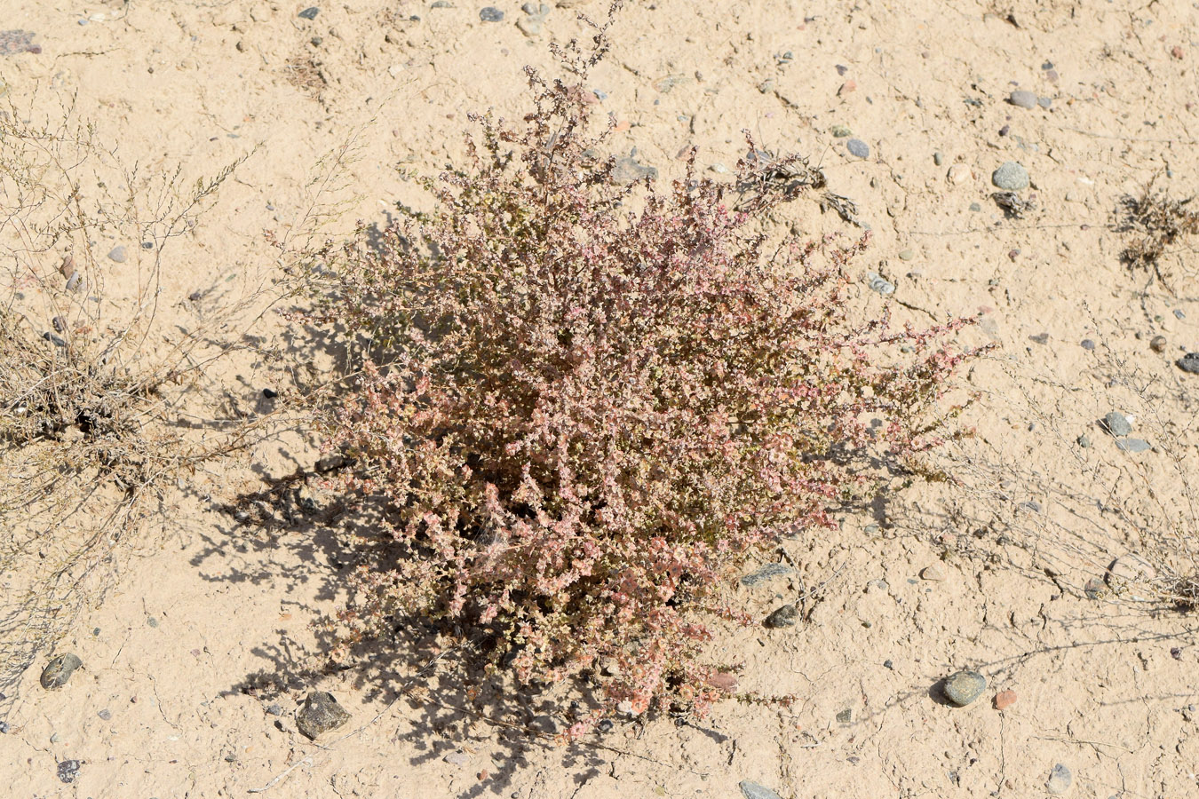 Image of Salsola leptoclada specimen.