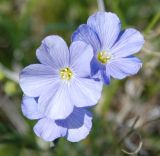 Linum altaicum. Цветки. Алтай, плоскогорье Укок, долина р. Ак-Алаха, ≈ 2200 м н.у.м. 24.07.2010.