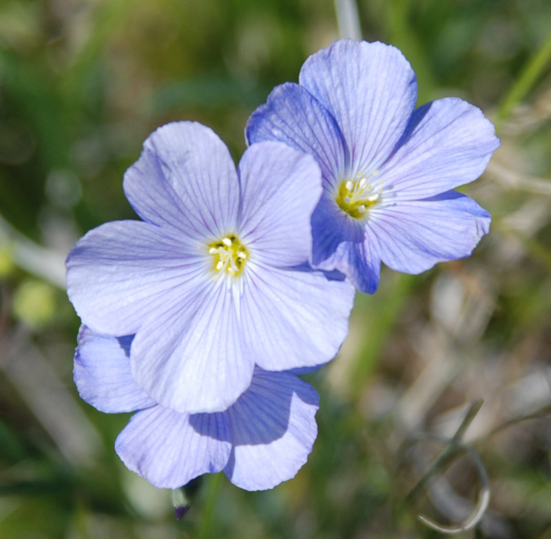 Изображение особи Linum altaicum.