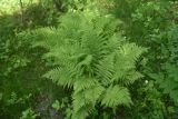 Athyrium filix-femina
