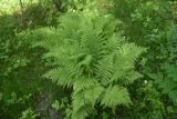 Athyrium filix-femina. Вегетирующее растение. Калужская обл., Боровский р-н, окр. ручья Межиха рядом с истоком, смешанный лес. 7 июня 2022 г.