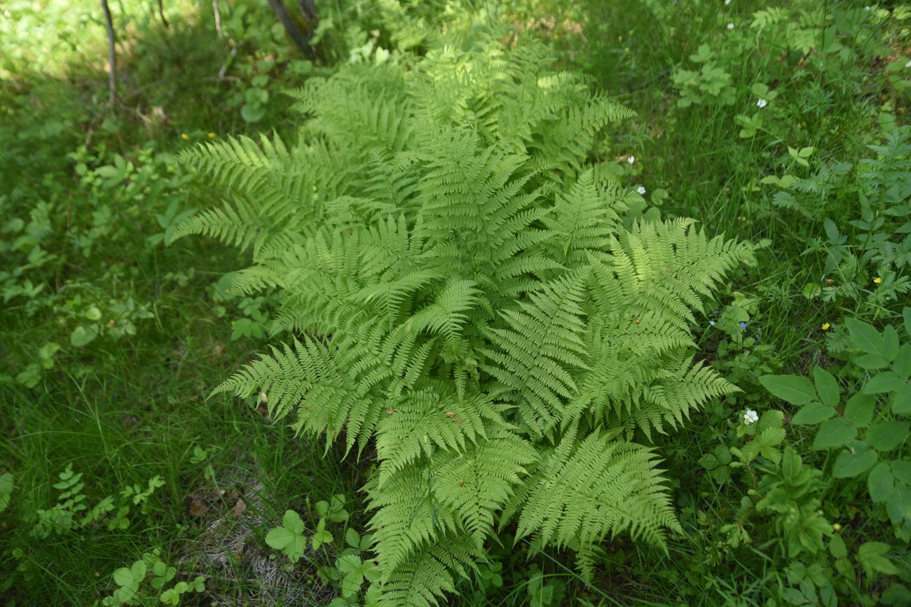 Image of Athyrium filix-femina specimen.