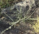 Lycium ruthenicum