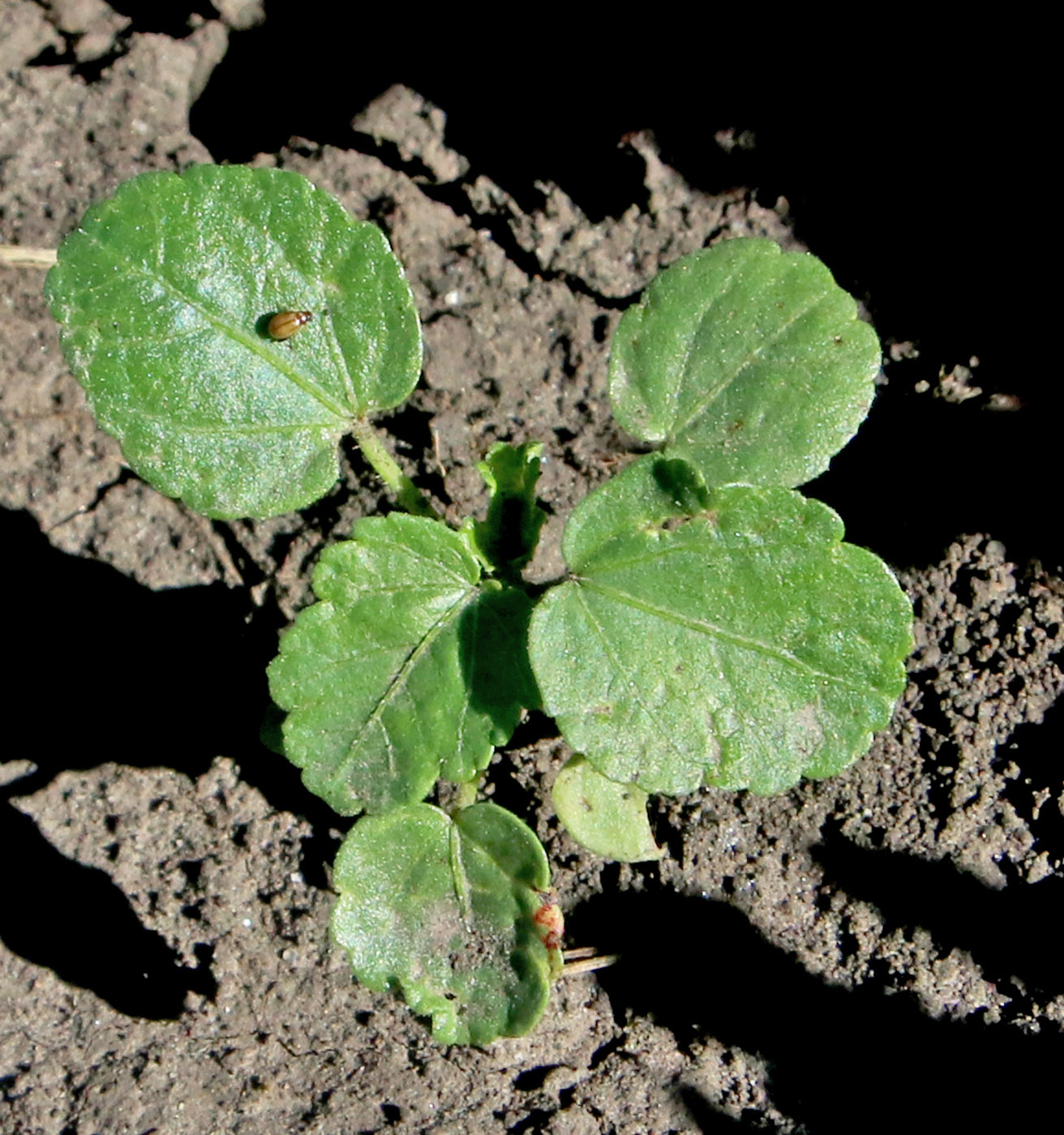 Image of Hibiscus trionum specimen.