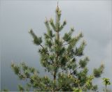 Pinus sylvestris. Верхушка растения с молодыми побегами и шишками. Московская обл., Раменский р-н, окр. дер. Хрипань, садовый участок. 27.05.2022.