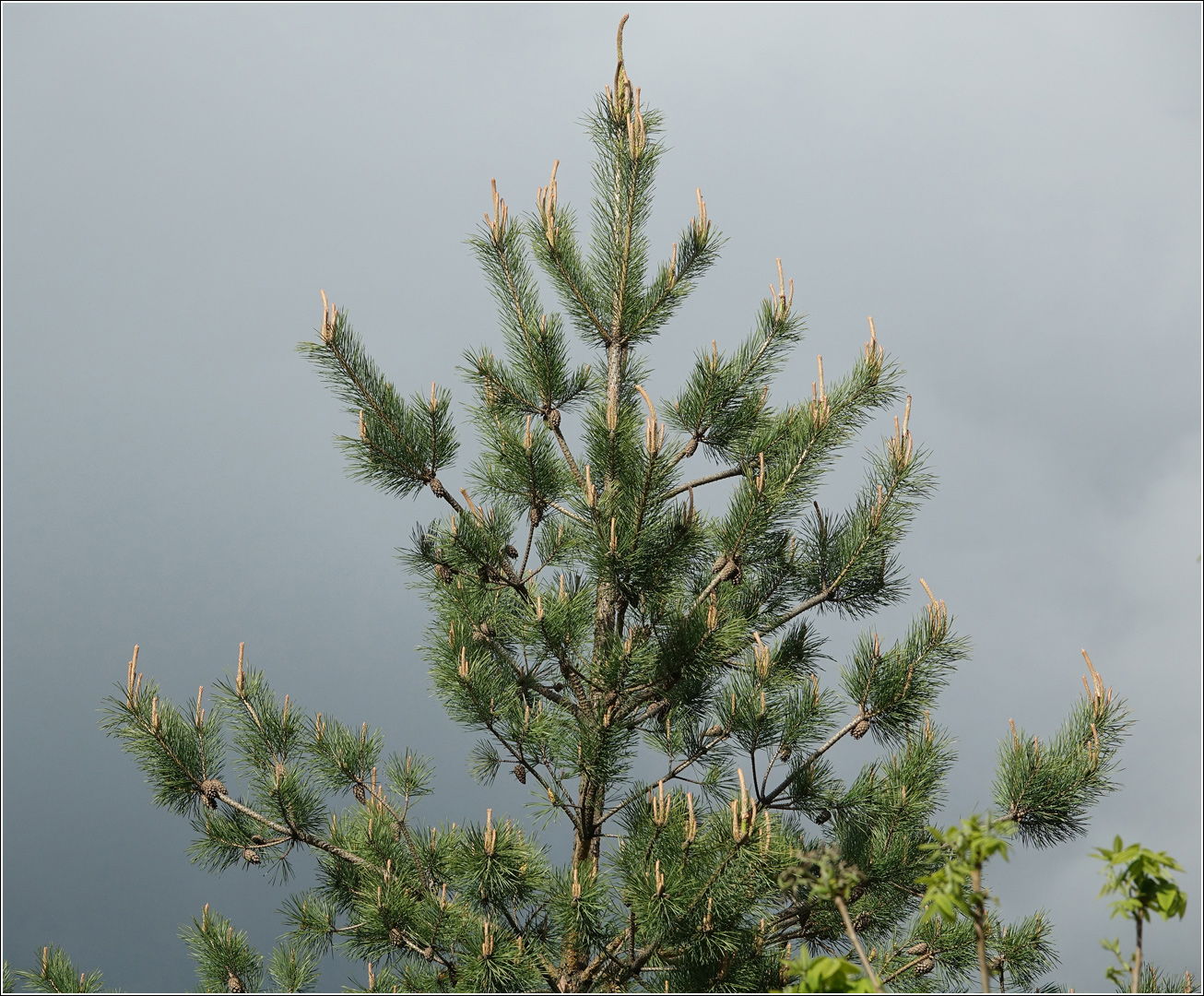 Image of Pinus sylvestris specimen.