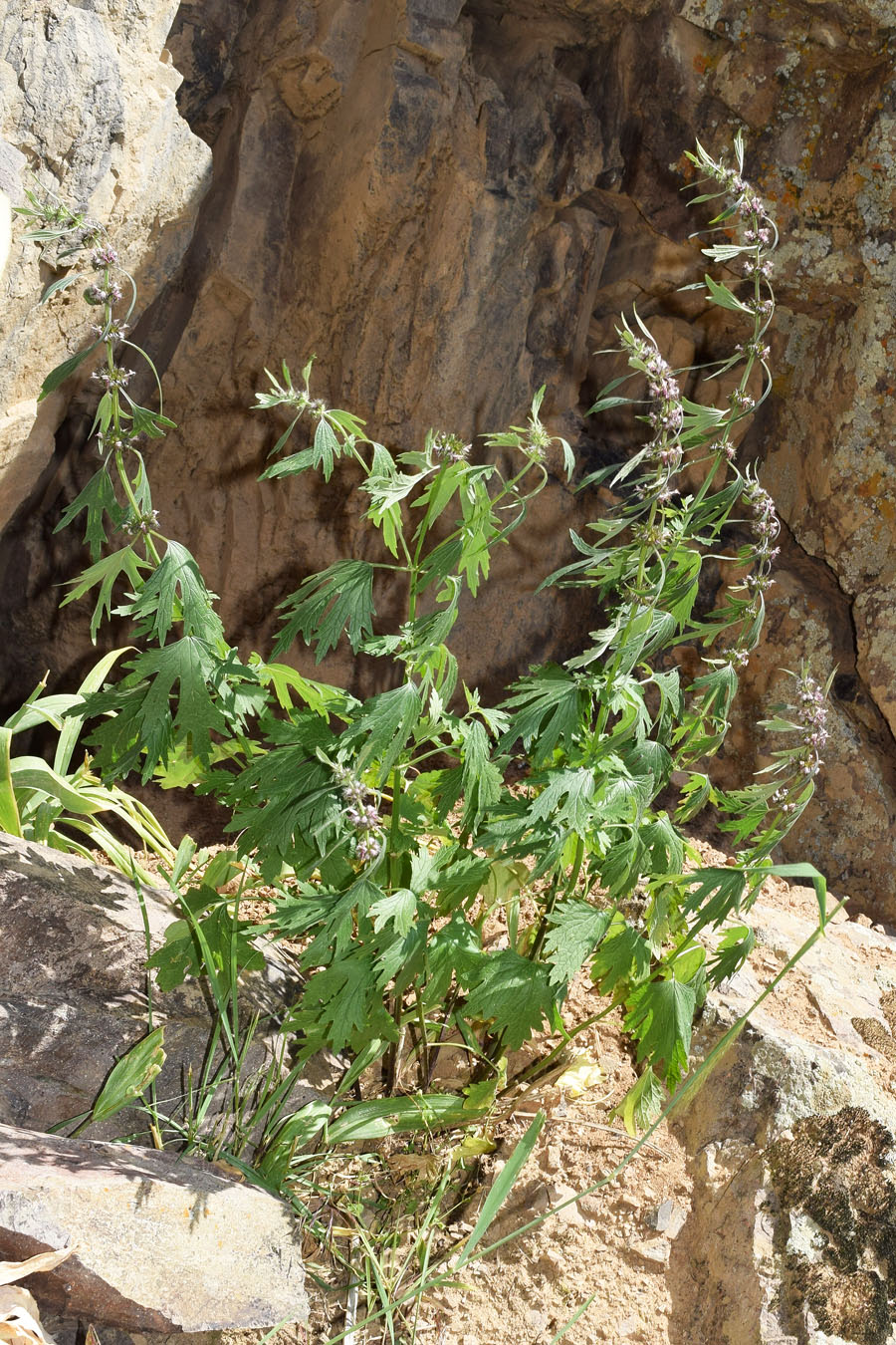Image of Leonurus turkestanicus specimen.