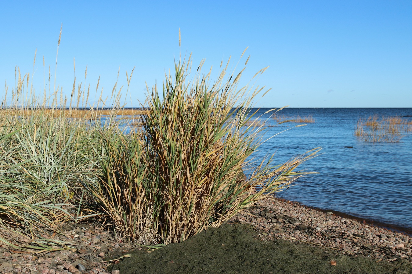 Image of Phalaroides arundinacea specimen.