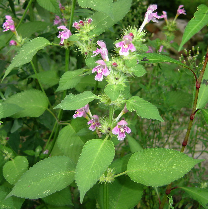 Изображение особи Galeopsis pubescens.