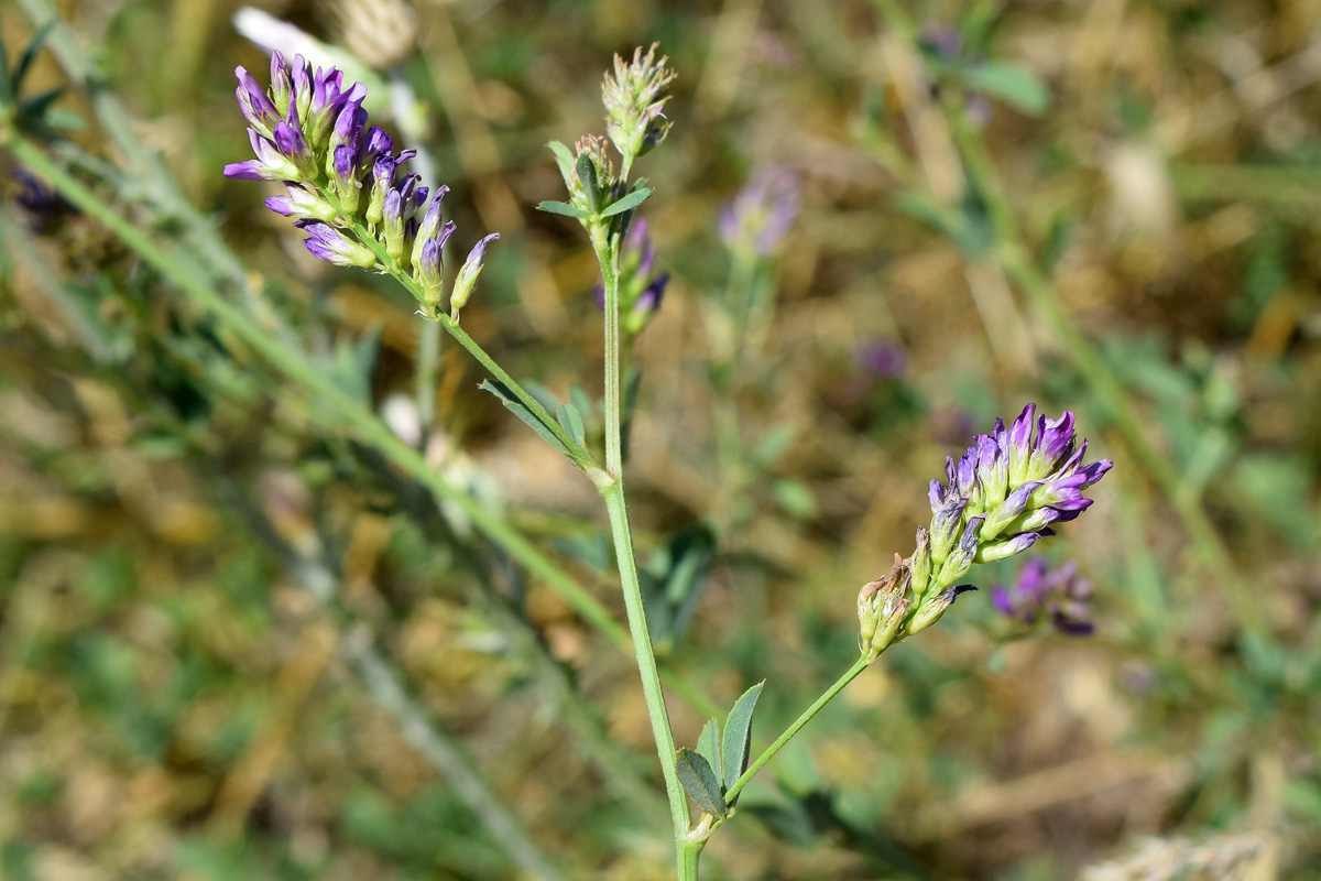 Изображение особи Medicago sativa.