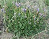 Astragalus austrosibiricus