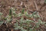 Herniaria variety angustifolia