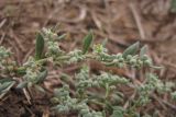 Herniaria разновидность angustifolia