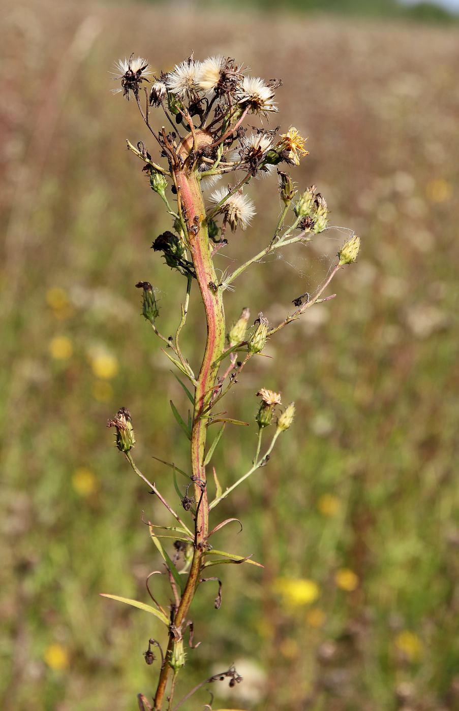 Image of Hieracium umbellatum specimen.