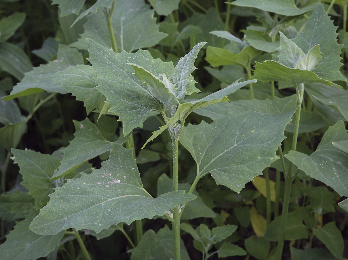 Image of Atriplex sagittata specimen.