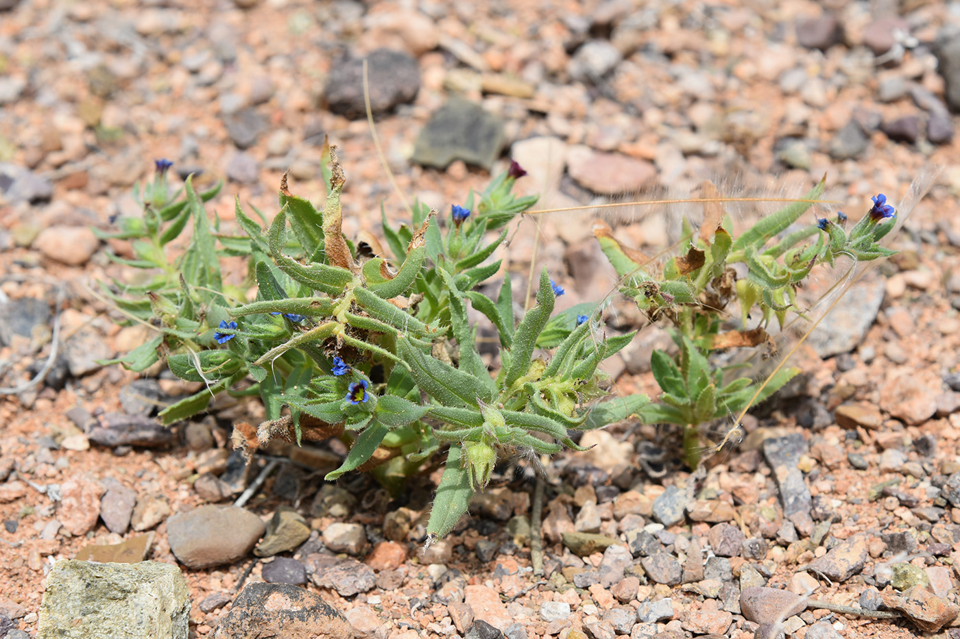 Image of Nonea caspica specimen.